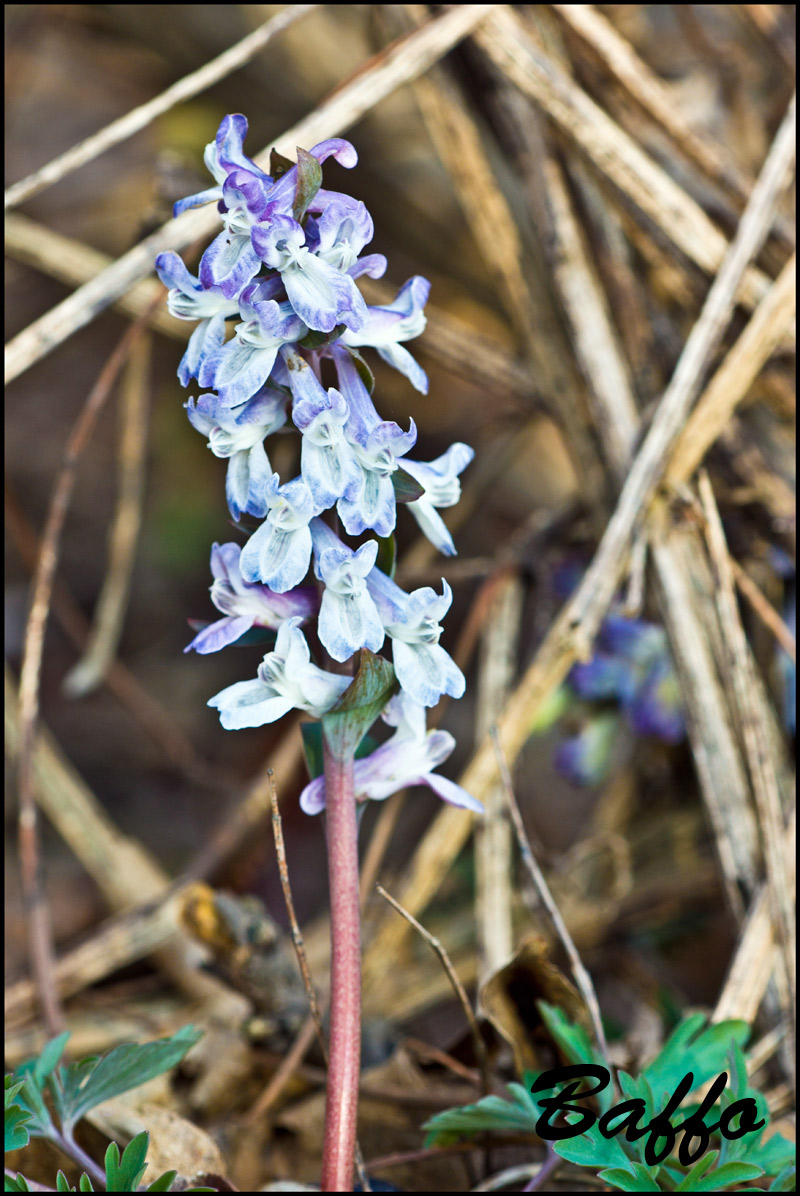 Corydalis cava